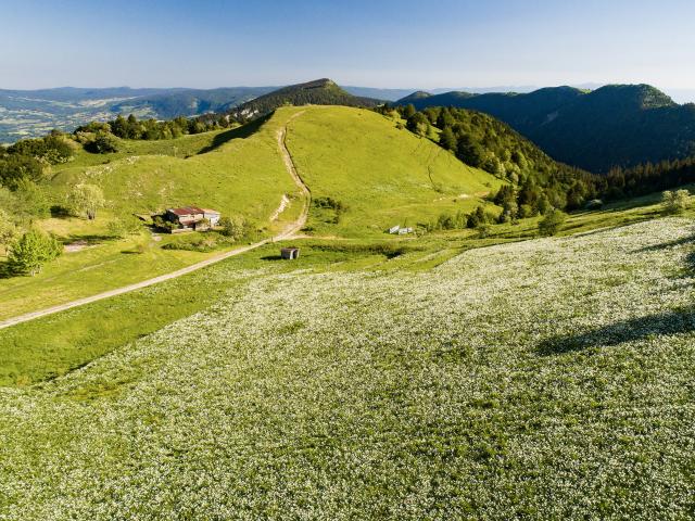 Champ de narcisses sur le Massif du Grand Colombier