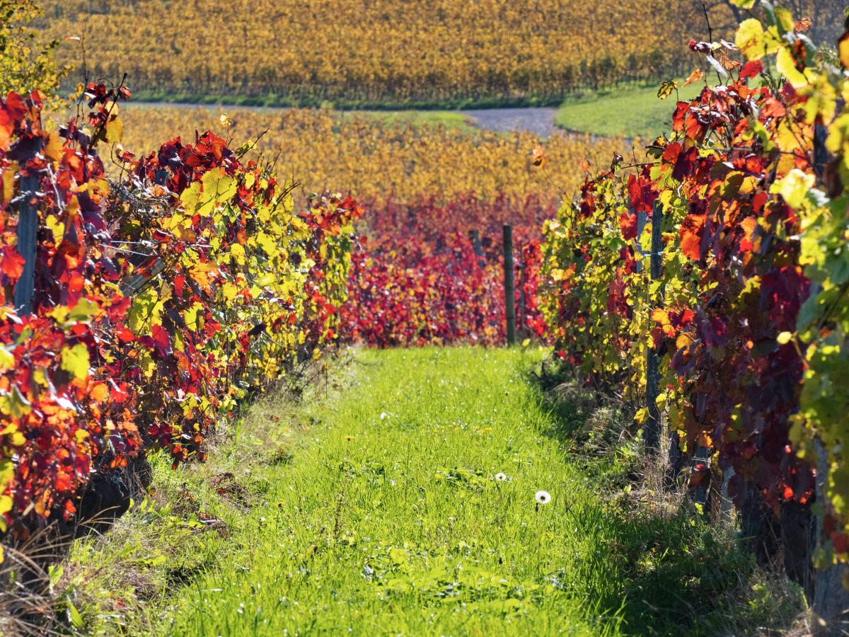 Panoramas sur les coteaux du Bugey | Office de Tourisme Bugey Sud Grand ...