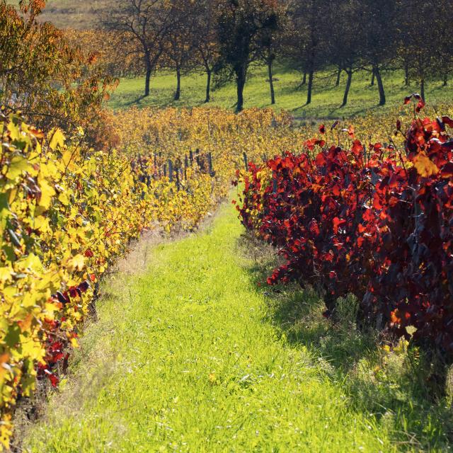 Vignoble du Bugey