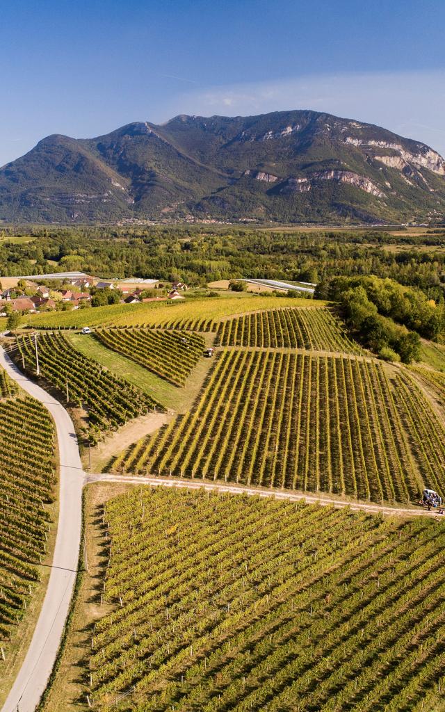 Panorama sur les vignes du Bugey à Flaxieu au pied du Grand Colombier