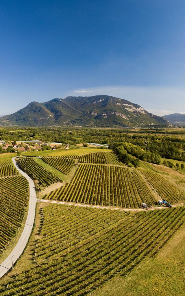 Vue sur les vignobles du Bugey et le Grand Colombier depuis Flaxieu