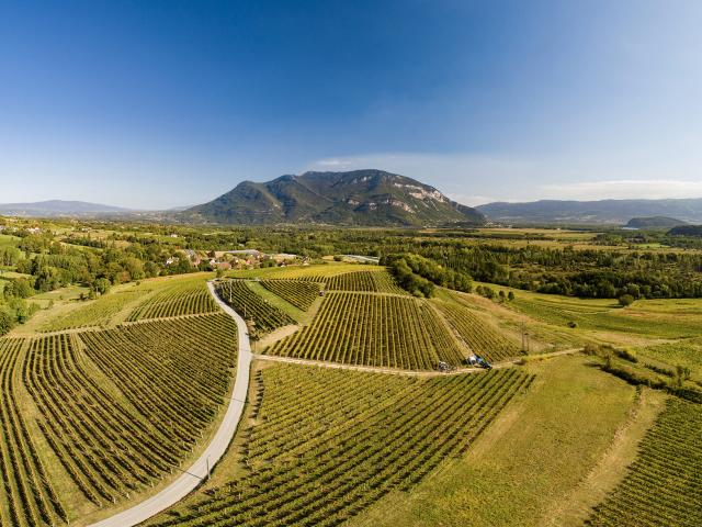 Vue sur les vignobles du Bugey et le Grand Colombier depuis Flaxieu