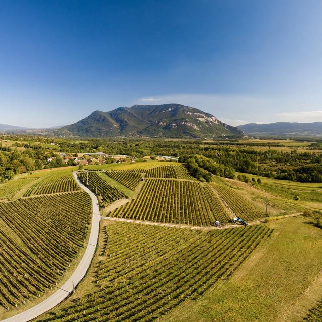 Vue sur les vignobles du Bugey et le Grand Colombier depuis Flaxieu