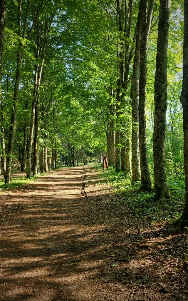 Foret De Rothonne 2022 M 86