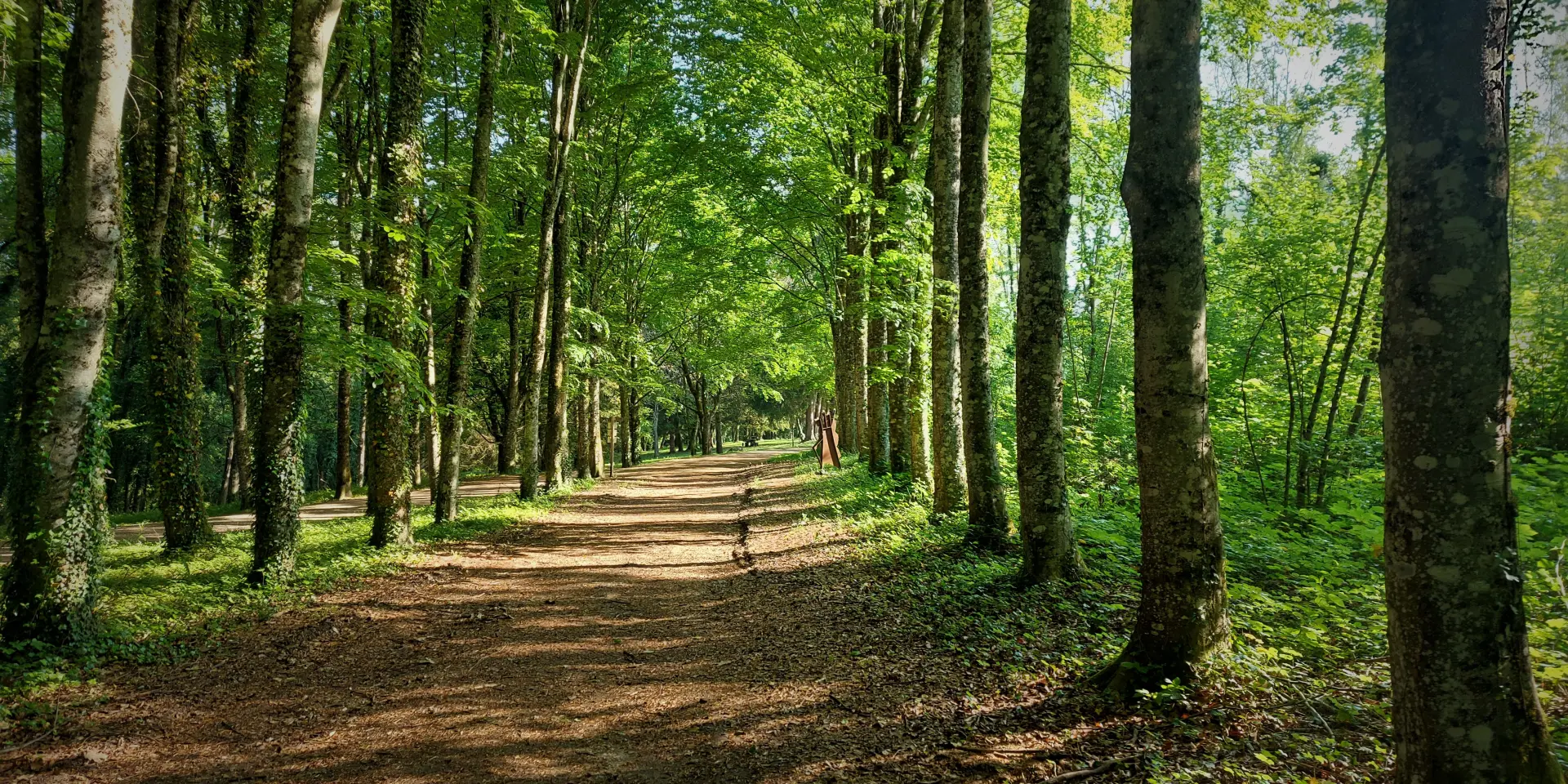 Foret De Rothonne 2022 M 86